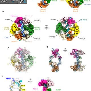 hermes crystal structure fred dyda1|Publications .